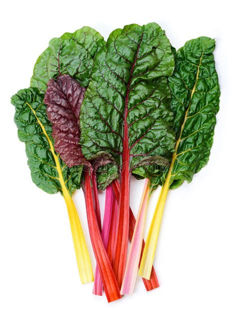 Swiss chard Rainbow. Mangold or Swiss chard 'Rainbow' leaves isolated ...