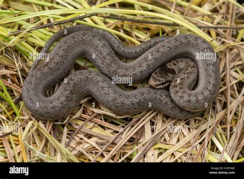 Young newborn baby snake snake hi-res stock photography and images - Alamy