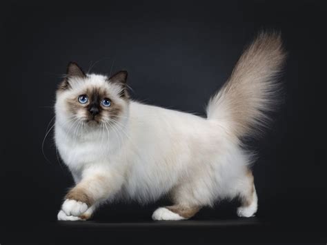 Birman: Cat Breed Profile, Characteristics & Care