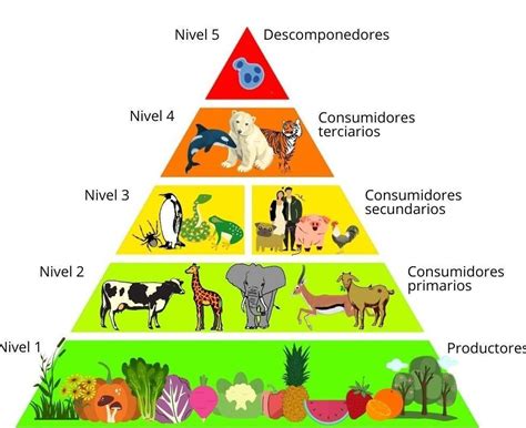 la piramide alimenticia de los animales - Brainly.lat