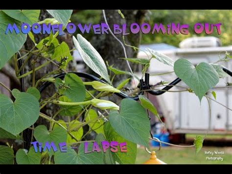 Moonflower Blooming Out - Time Lapse Video - YouTube