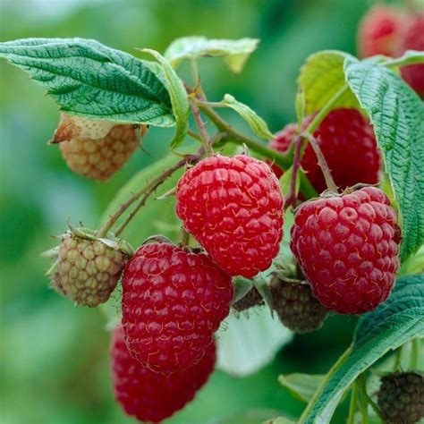 A Completely Edible Hedge – Roots Plants