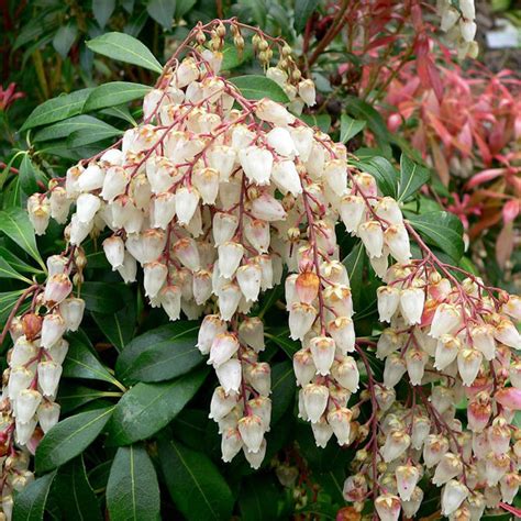 Pieris Japonica - Plant Delivery NYC - plantshed.com