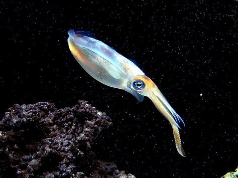 Possible evidence of paternal care in bigfin reef squid