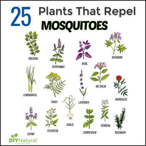 Mosquito Repellent Plants: 25 Plants That Repel Mosquitoes Naturally ...