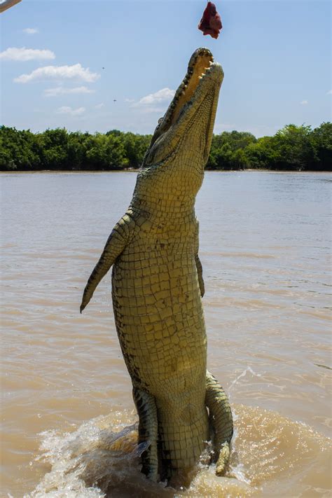 Jumping saltwater croc. Photo by Teddy Fotiou | Saltwater croc ...