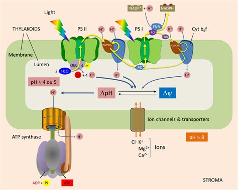 Atp Synthase - Rotation Of The C Subunit Oligomer In Fully Functional ...