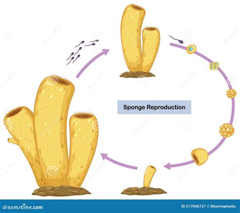 Sexual Reproduction of Sponges Diagram Stock Vector - Illustration of ...