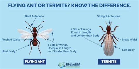 Termites or Flying Ants? How to Tell the Difference