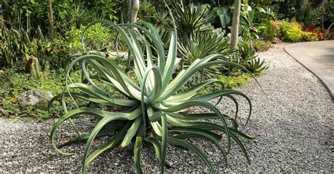 Agave Vilmoriniana Care | Growing The Octopus Agave