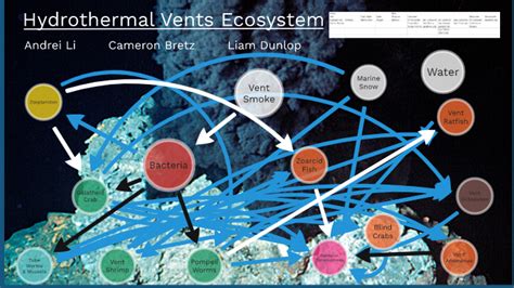 Hydrothermal Vent Food Web