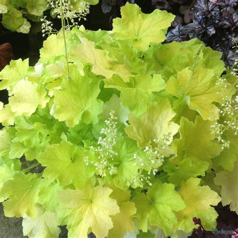 Heuchera 'Citronelle' from the Chelsea Gold Medal winning nursery ...