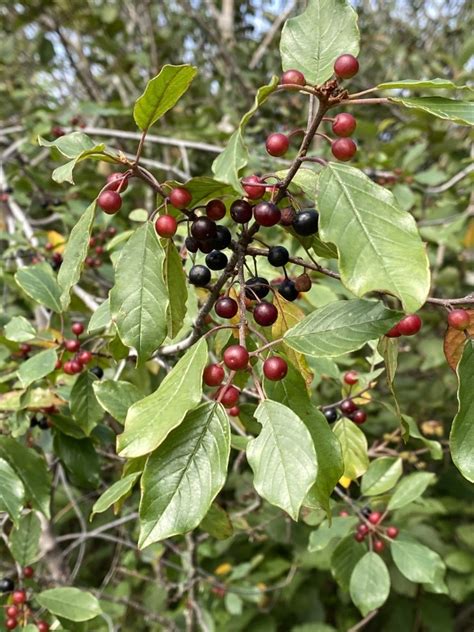 Invasive Plant Profile: Glossy Buckthorn (U.S. National Park Service)