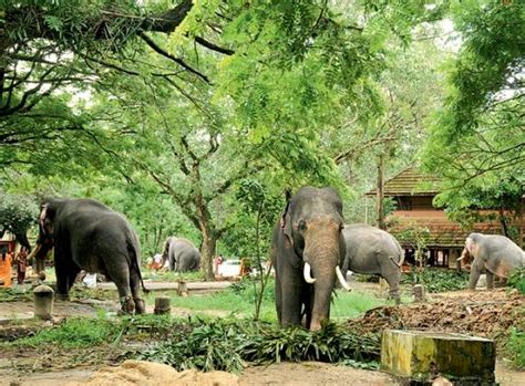 Guruvayur Devaswom Elephants List - Elephants of Guruvayoor temple