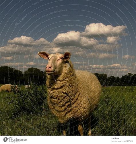 World of health Sheep - a Royalty Free Stock Photo from Photocase