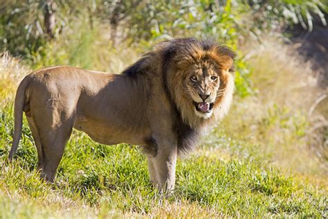 Lion at the Safari Park | San Diego Zoo Safari Park | Flickr