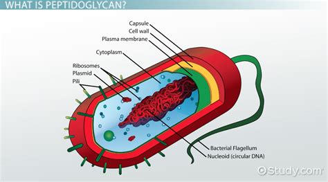 Peptidoglycan: Definition, Function & Structure - Video & Lesson ...