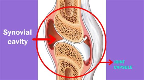 Synovial Joint Diagram - Synovial Joints Images Stock Photos Vectors ...