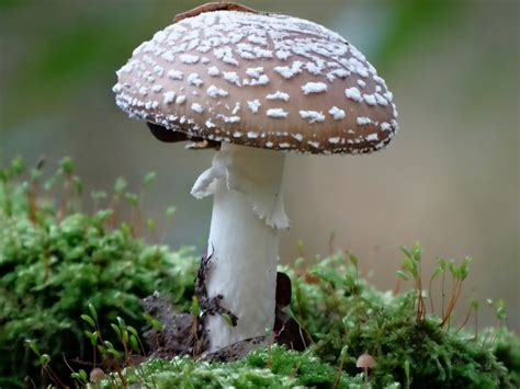 Amanita pantherina - Mushroom World