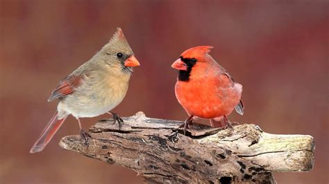 How to Identify Female Cardinal at Your Feeder