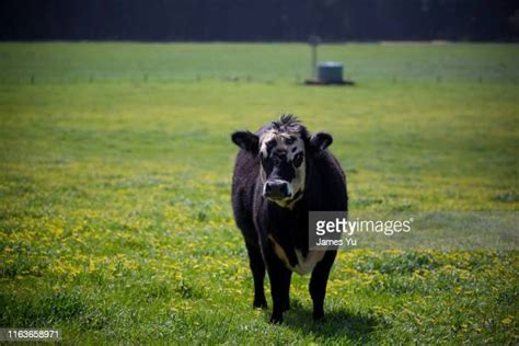 692 Black Angus Cattle Stock Photos, High-Res Pictures, and Images ...