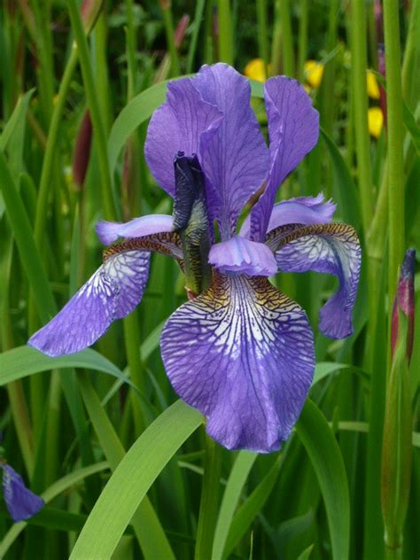 June Flowers in Season | Gardeners Tips