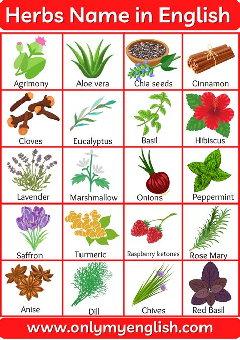 30+ Herbs Name in English | Herbs Plants Name