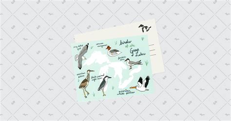 Great Lakes Birds Postcard