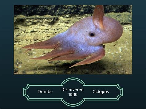 The Dumbo Octopus and Facts about it's species