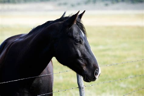 Best Wire Fencing for Horses (Types, Benefits, Tips, etc.)