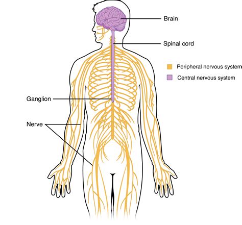 Human Nervous System Diagram Labeled