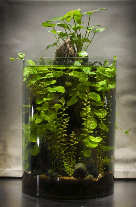 www.plantedtank.net forums 22-planted-nano-tanks 572562-ideas-4-gallon ...