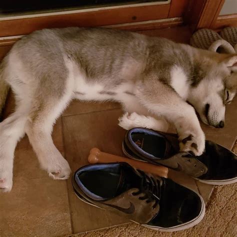 Husky sleeping | Cute husky, Husky, Baby sleep