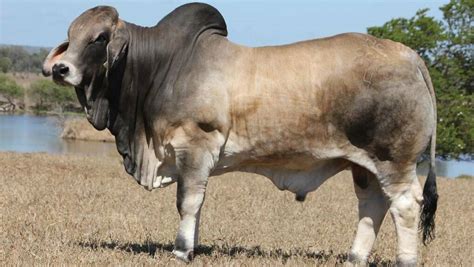 Brahman charity semen auction raises $115,000 for North West Queensland ...