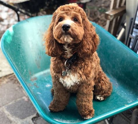 Cavapoo Haircuts - Different Types Explained - CavapooLove