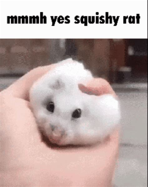 mmmh yes squishy rat | Mmmm Myes Pet Froge | Pets, Hamster, Animals