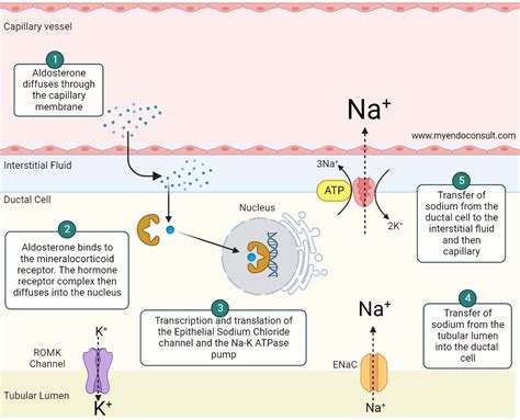 Aldosterone Escape Mechanism - My Endo Consult