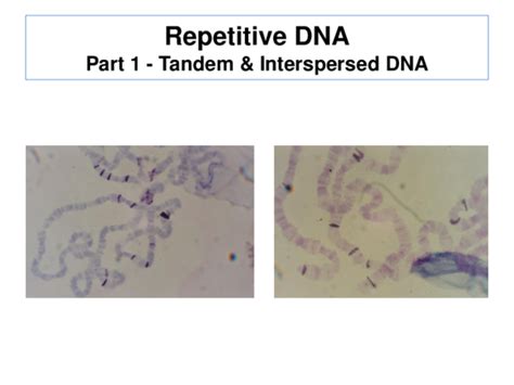 (PPT) Tandem Repeats Lecture | Martin Carr - Academia.edu