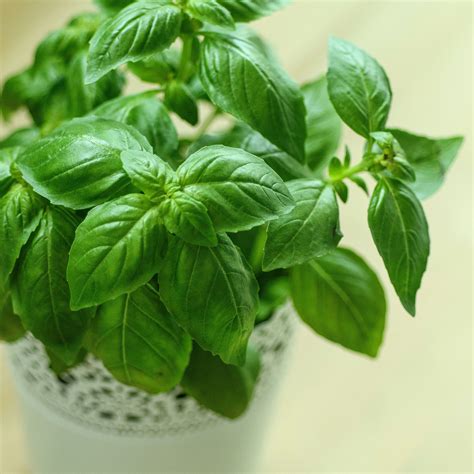 Basil