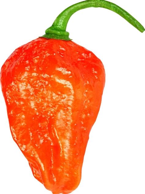 The Naga Viper Pepper: A Fiery Legend Unveiled | Spice and Life