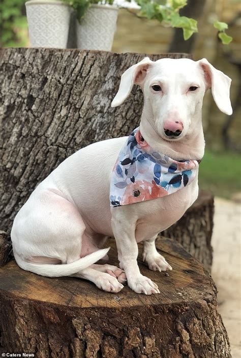 Rare albino dachshund Duke is an Instagram superstar - Hot Lifestyle News