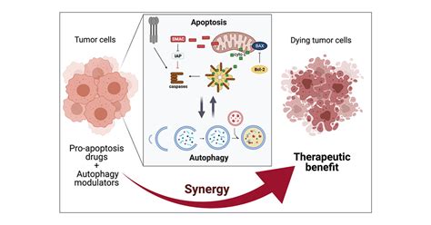 Cell Survival and Cell Death at the Intersection of Autophagy and ...