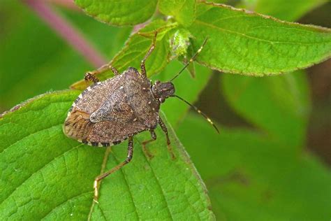 What's the difference: Bug vs. insect | Forest Preserve District of ...