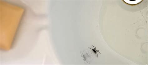 6 Common Bathroom Bugs To Watch Out For | Pests in Your Bathroom