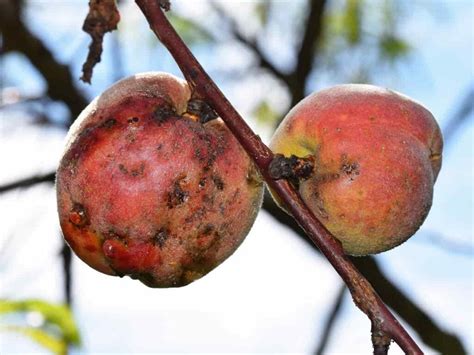 How to Identify and Treat Peach Tree Diseases - Minneopa Orchards