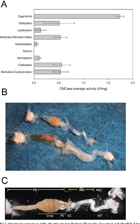 Figure 1 from The digestive system in Zygentoma as an insect model for ...