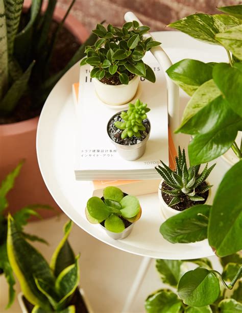 Best Office Desk Plants | POPSUGAR Home