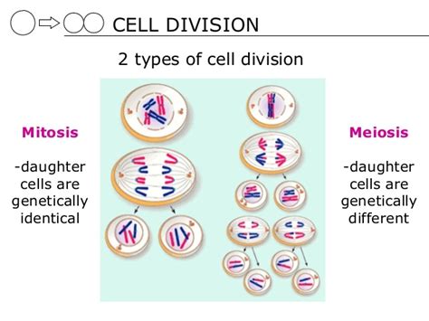 Cell division types, Mitosis, Meiosis, Reductional division and ...