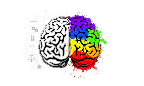 Human Brain Illustration for Depicting Creativity and Logic Concept ...