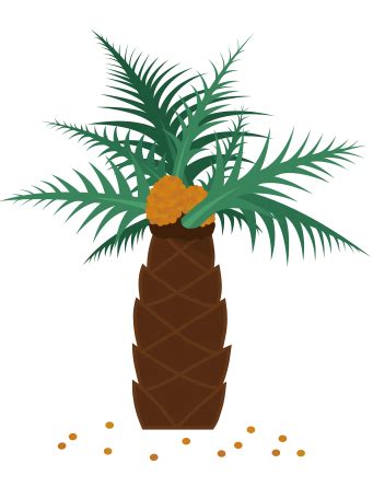 Foto Pohon Kelapa Sawit - ClipArt Best